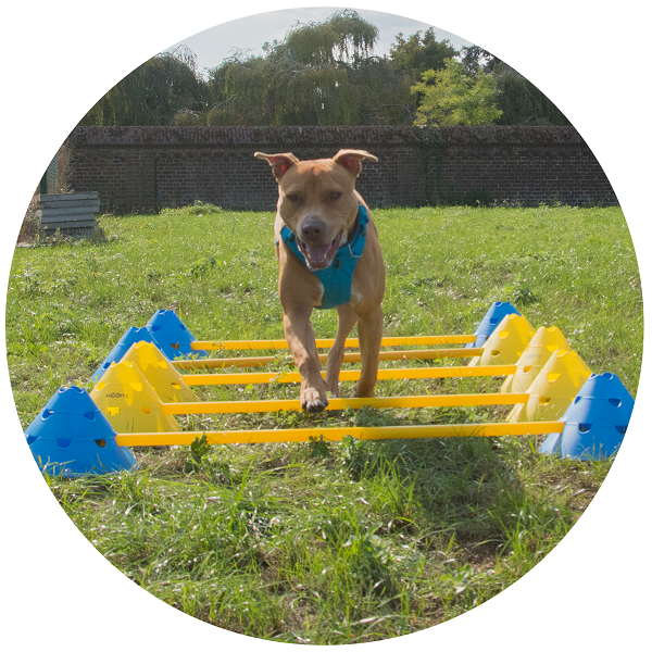 Balans by FitDogs.be