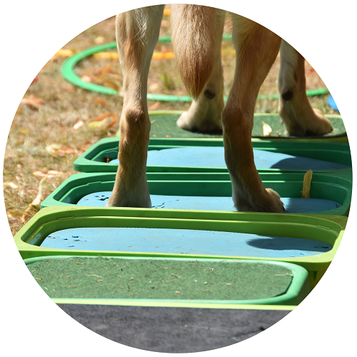 balans by fitdogs.be